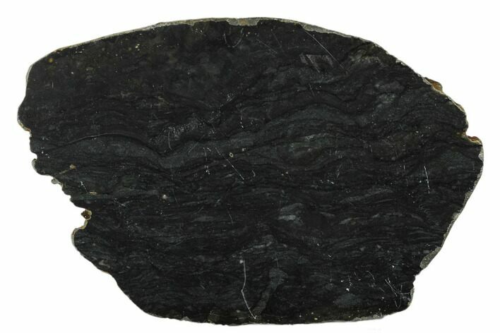 Polished Stromatolite (Alcheringa) Section - Billion Years #180203